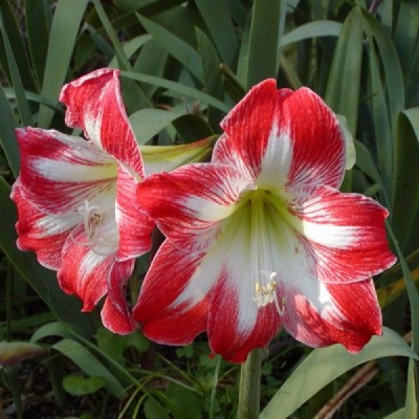 Amaryllis Lily Dutch Plant